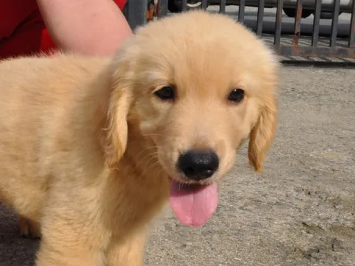 ゴールデン・レトリーバーの子犬販売