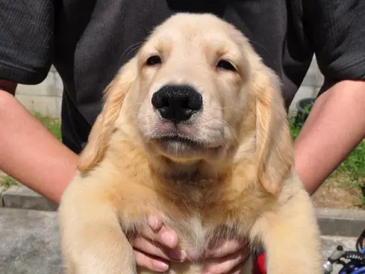 ゴールデン・レトリーバーの子犬販売