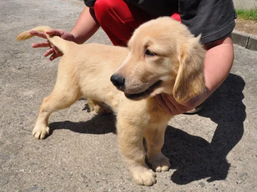 ゴールデン・レトリーバーの子犬販売
