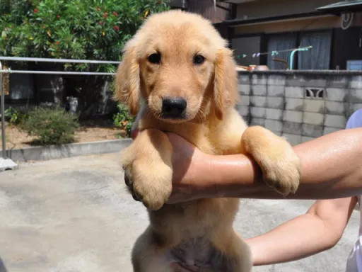 ゴールデン・レトリーバーの子犬販売
