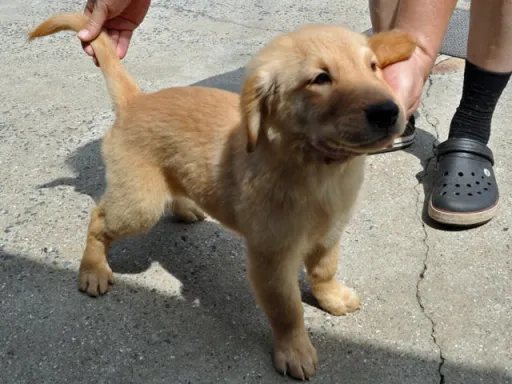ゴールデン・レトリーバーの子犬販売