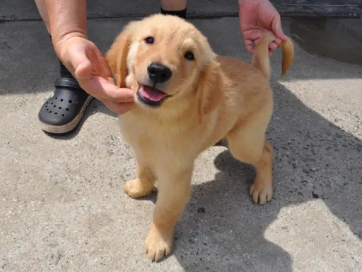 ゴールデン・レトリーバーの子犬販売