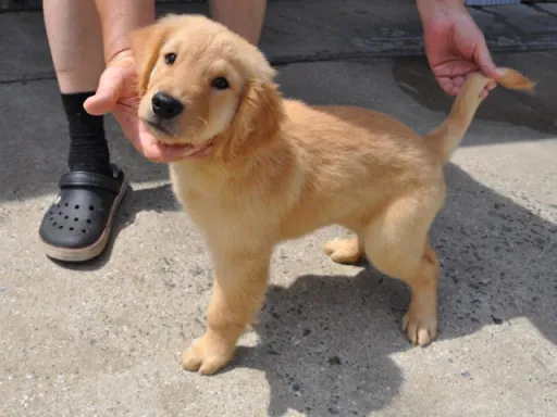 ゴールデン・レトリーバーの子犬販売