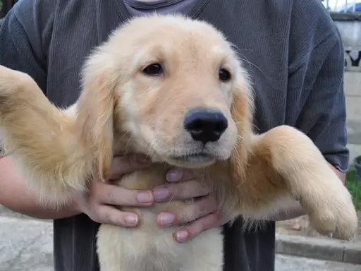 ゴールデン・レトリーバーの子犬販売