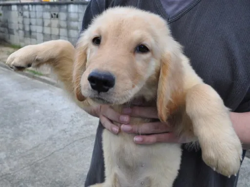 ゴールデン・レトリーバーの子犬販売