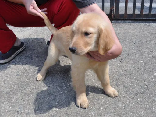 ゴールデン・レトリーバーの子犬販売