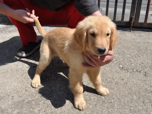 ゴールデン・レトリーバーの子犬販売