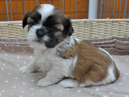 シー・ズーの子犬販売