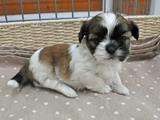 シー・ズーの拡大画像