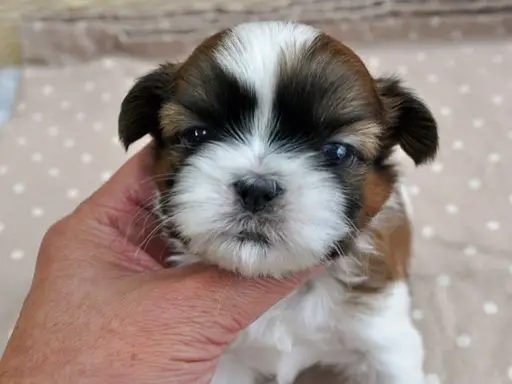 シー・ズーの子犬販売