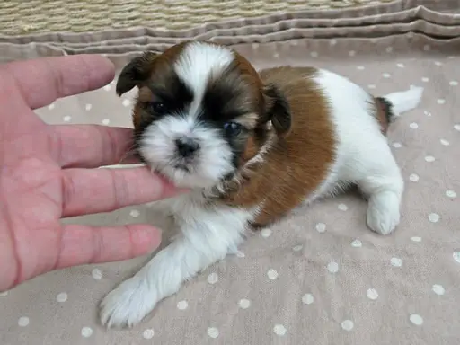 シー・ズーの拡大画像