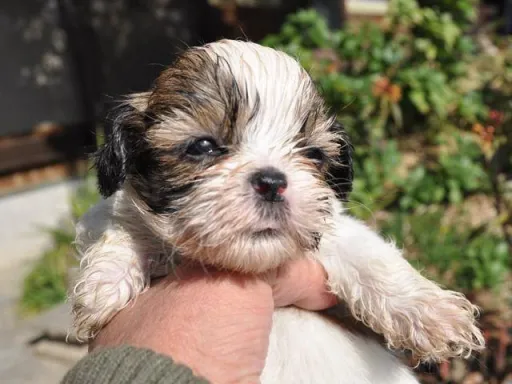 シー・ズーの子犬販売