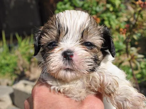 シー・ズーの子犬販売