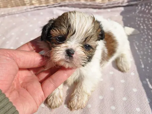 シー・ズーの子犬販売