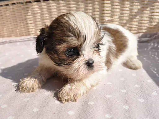 シー・ズーの子犬販売