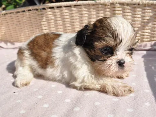 シー・ズーの子犬販売