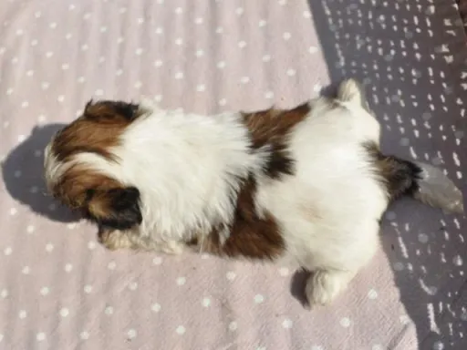 シー・ズーの子犬販売