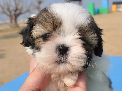 シー・ズーの子犬販売