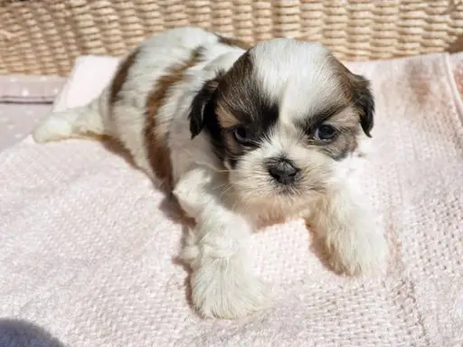 シー・ズーの拡大画像