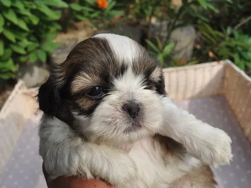 シー・ズーの子犬販売