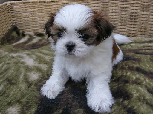 シー・ズーの拡大画像