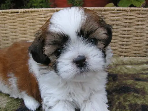 シー・ズーの子犬販売