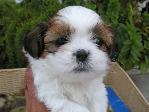 シー・ズーの子犬販売