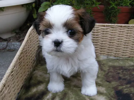 シー・ズーの拡大画像