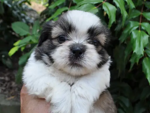 シー・ズーの子犬販売