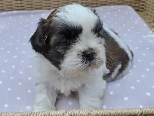 シー・ズーの子犬販売