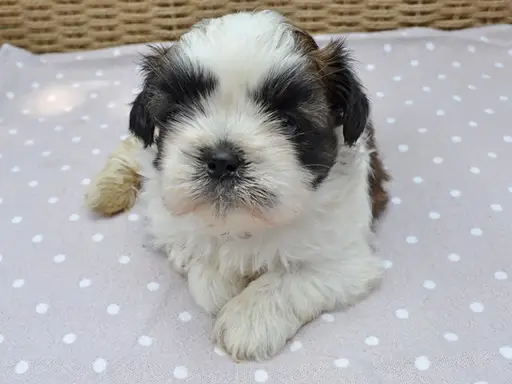 シー・ズーの拡大画像