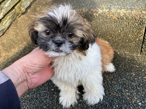 シー・ズーの拡大画像