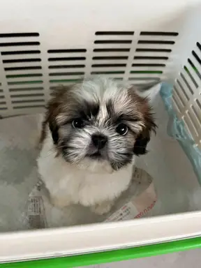 シー・ズーの子犬販売