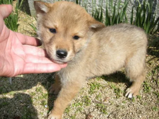 四国犬のサムネイル画像2