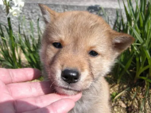 四国犬のサムネイル画像3