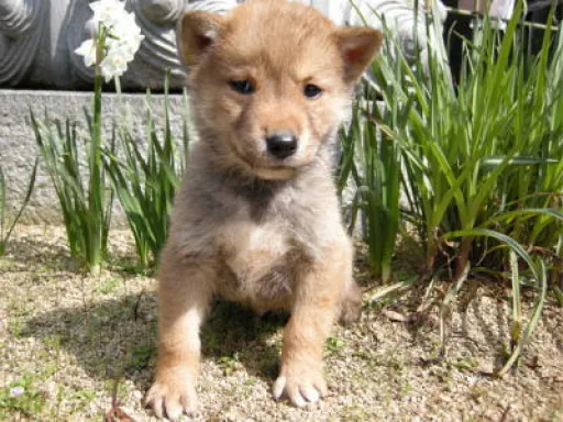 四国犬のサムネイル画像4