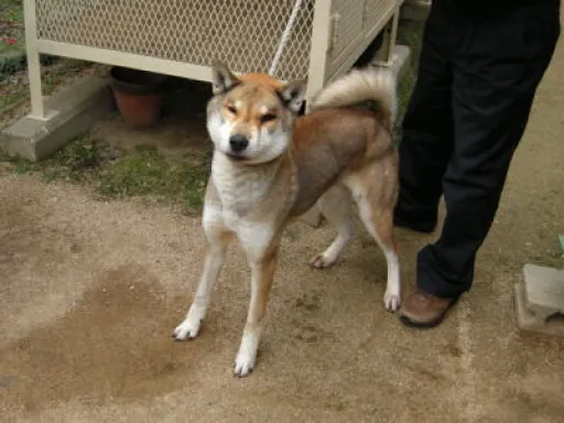 四国犬のサムネイル画像5