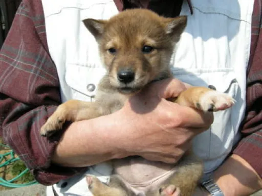 四国犬のサムネイル画像2