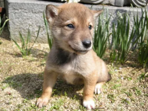 四国犬のサムネイル画像3