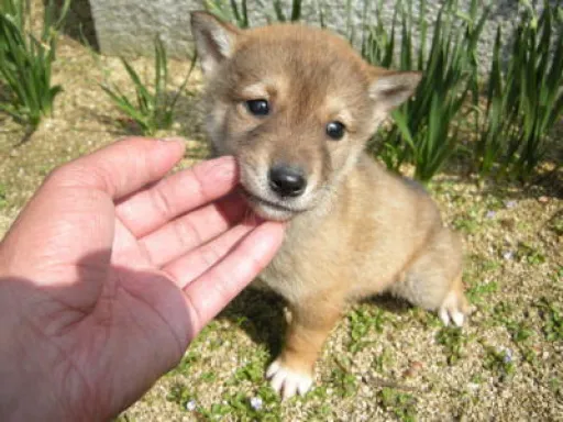 四国犬のサムネイル画像4