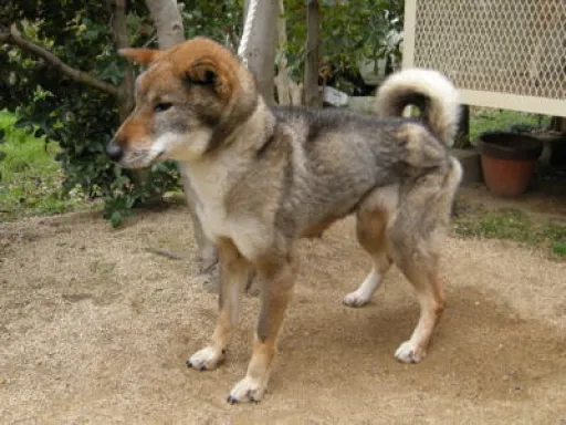 四国犬のサムネイル画像6