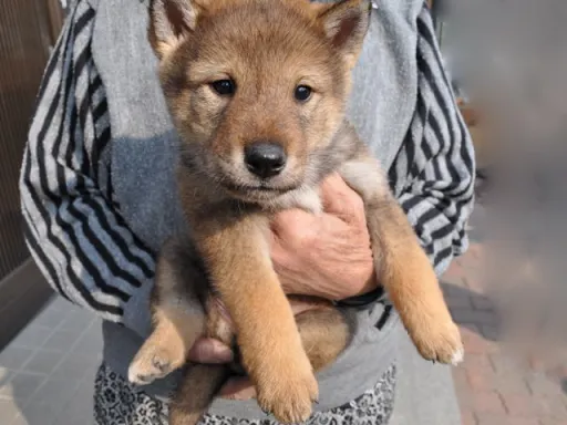 四国犬のサムネイル画像1