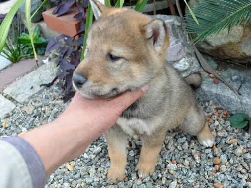 四国犬のサムネイル画像2