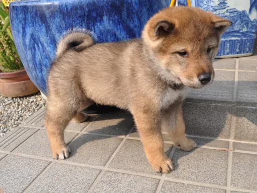 四国犬のサムネイル画像3