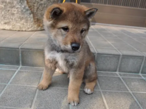 四国犬のサムネイル画像4