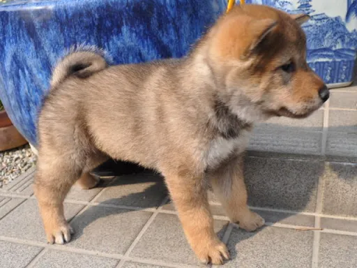 四国犬のサムネイル画像5