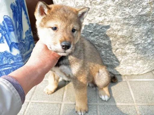 四国犬のサムネイル画像6