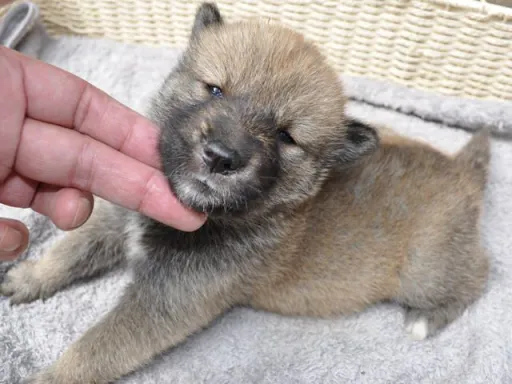 四国犬のサムネイル画像2