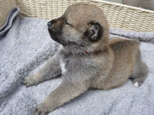 四国犬のサムネイル画像3