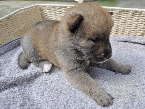 四国犬のサムネイル画像4